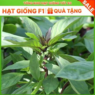 Hạt giống Húng quế  năng suất cao - hàng công ty loại 1