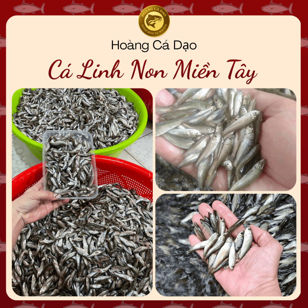 [Hỏa Tốc HN] Cá Linh Non Đặc Sản Mùa Nước Nổi Miền Tây - Đóng Gói 1KG, Hàng Tự Nhiên