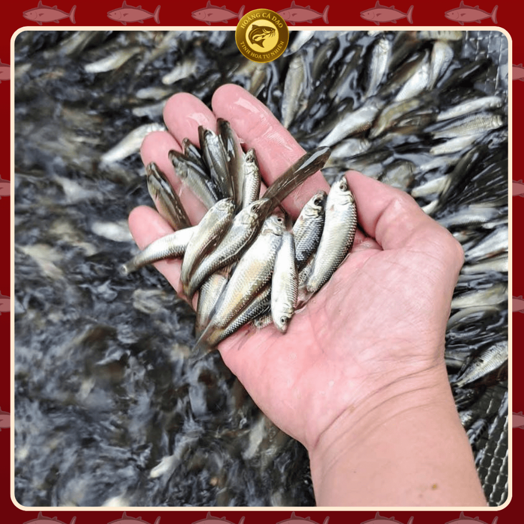 [Hỏa Tốc HN] Cá Linh Non Đặc Sản Mùa Nước Nổi Miền Tây - Đóng Gói 1KG, Hàng Tự Nhiên