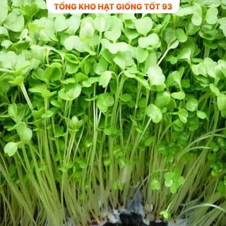 Hạt giống Rau Mầm Cải Ngọt gói 50gr hàng công ty Loại 1