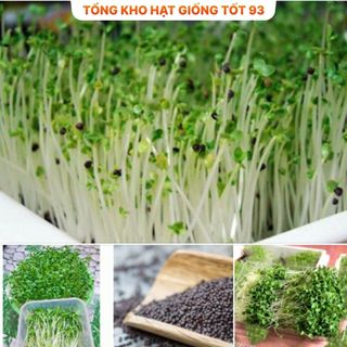 Hạt giống Rau Mầm Cải Ngọt gói 50gr hàng công ty Loại 1
