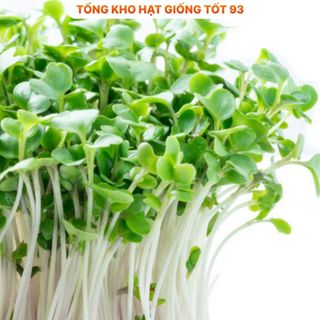 Hạt giống Rau Mầm Cải Ngọt gói 50gr hàng công ty Loại 1