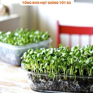 Hạt giống Rau Mầm Cải Ngọt gói 50gr hàng công ty Loại 1
