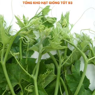 Hạt giống Mướp Siêu Đọt 1gr hàng công ty Loại 1