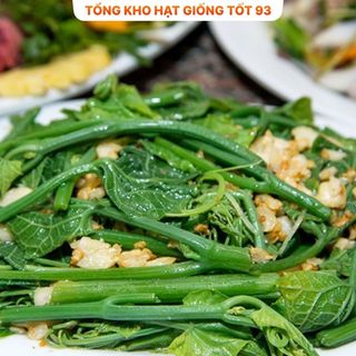 Hạt giống Mướp Siêu Đọt 1gr hàng công ty Loại 1