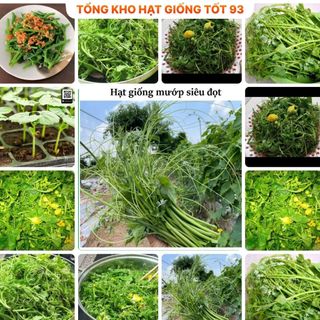 Hạt giống Mướp Siêu Đọt 1gr hàng công ty Loại 1