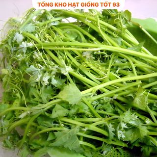 Hạt giống Mướp Siêu Đọt 1gr hàng công ty Loại 1