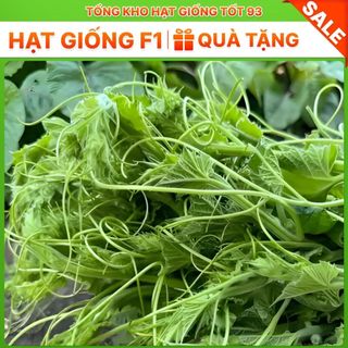 Hạt giống Mướp Siêu Đọt 1gr hàng công ty Loại 1