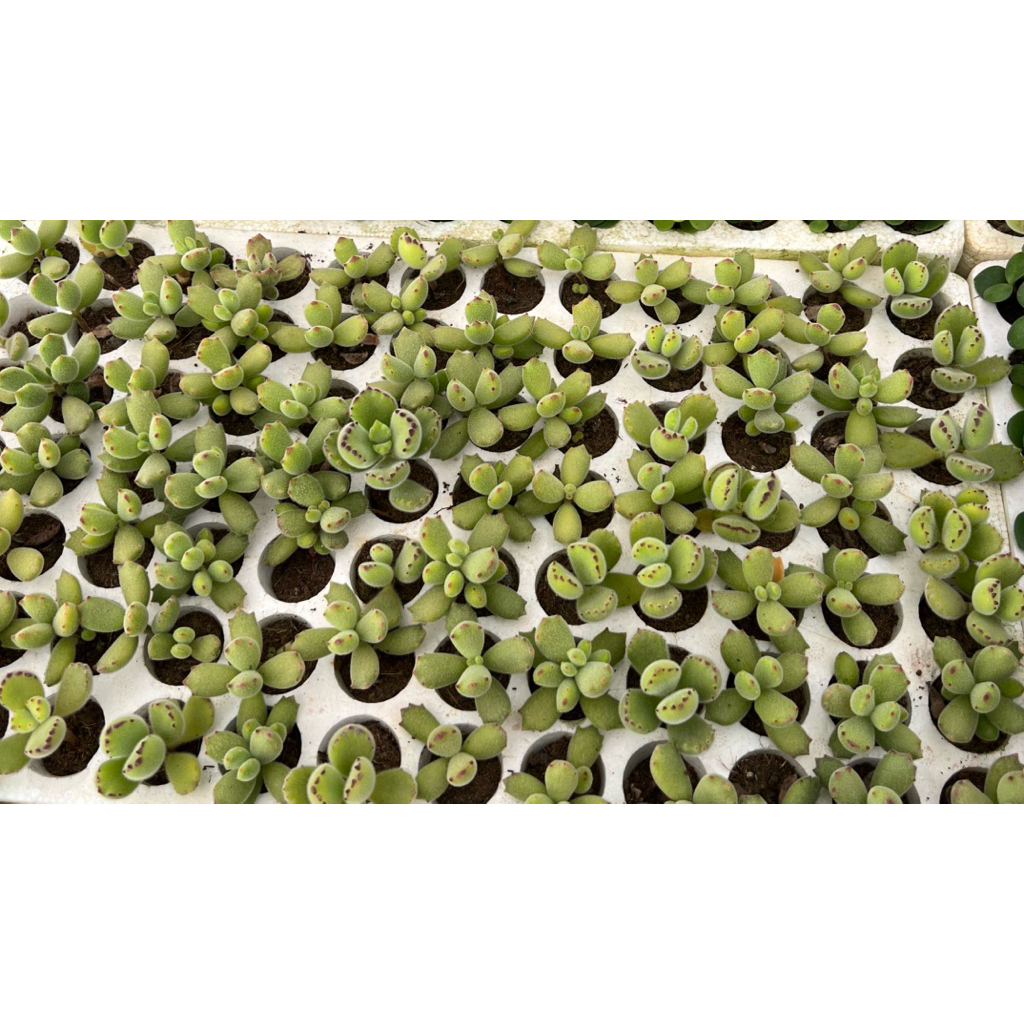 Sen đá Tay gấu mini 3-5cm