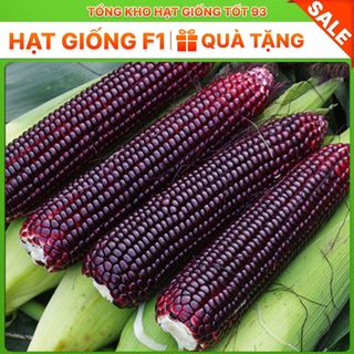 Hạt giống Ngô Tím (bắp tím) dễ trồng hàng công ty loại 1