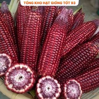 Hạt giống Ngô Tím (bắp tím) dễ trồng hàng công ty loại 1