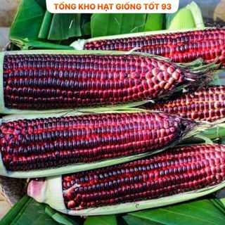 Hạt giống Ngô Tím (bắp tím) dễ trồng hàng công ty loại 1