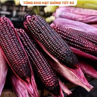 Hạt giống Ngô Tím (bắp tím) dễ trồng hàng công ty loại 1