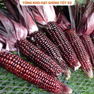 Hạt giống Ngô Tím (bắp tím) dễ trồng hàng công ty loại 1
