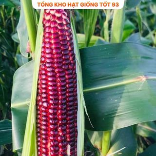 Hạt giống Ngô Tím (bắp tím) dễ trồng hàng công ty loại 1
