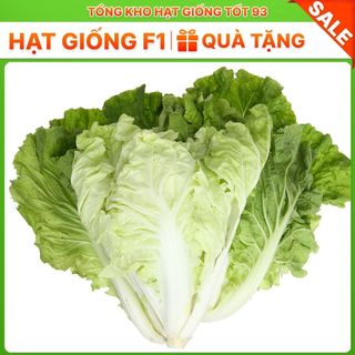 Hạt giống rau Cải Bẹ Dúm hàng công ty Loại 1