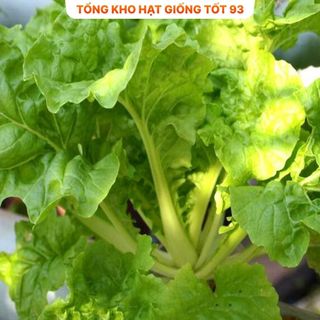 Hạt giống rau Cải Bẹ Dúm hàng công ty Loại 1