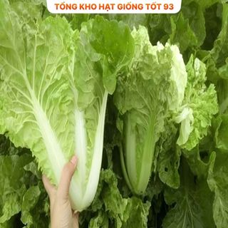 Hạt giống rau Cải Bẹ Dúm hàng công ty Loại 1