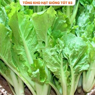 Hạt giống rau Cải Bẹ Dúm hàng công ty Loại 1
