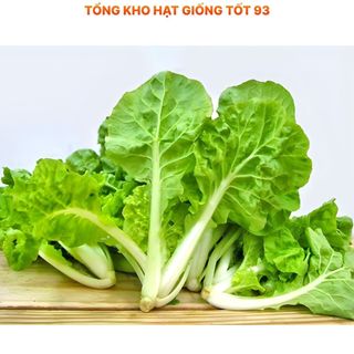 Hạt giống rau Cải Bẹ Dúm hàng công ty Loại 1
