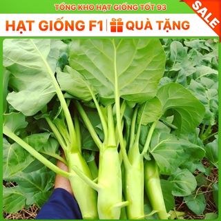 Hạt giống rau cải ngồng su hào 2gram hàng công ty Loại 1