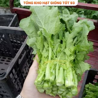 Hạt giống rau cải ngồng su hào 2gram hàng công ty Loại 1