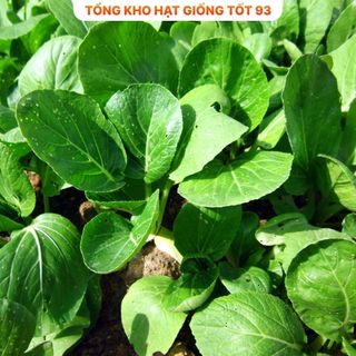 Hạt giống rau cải ngọt xanh năng suất cao hàng công ty Loại 1