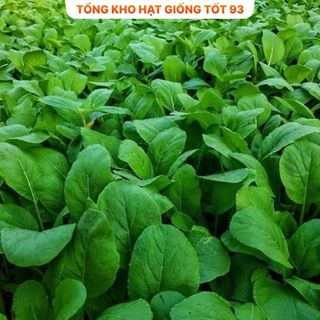 Hạt giống rau cải ngọt xanh năng suất cao hàng công ty Loại 1