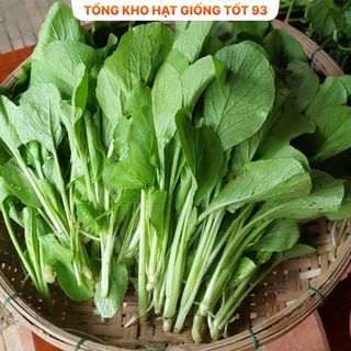 Hạt giống rau cải ngọt xanh năng suất cao hàng công ty Loại 1