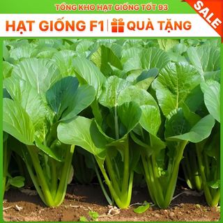 Hạt giống rau cải ngọt xanh năng suất cao hàng công ty Loại 1