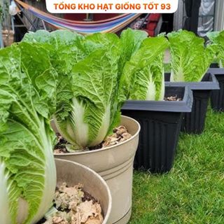 Hạt giống rau Cải Thảo chịu nhiệt (gói 5gram) hàng công ty Loại 1