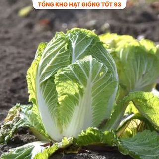 Hạt giống rau cải thảo năng suất 2gram -  hàng công ty loại 1
