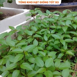 Hạt giống rau Rau Đay - hàng công ty Loại 1