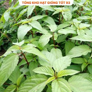 Hạt giống rau Rau đay đỏ hàng công ty Loại 1