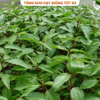Hạt giống rau Rau Đay - hàng công ty Loại 1