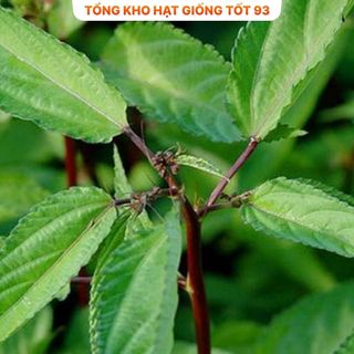 Hạt giống rau Rau Đay - hàng công ty Loại 1