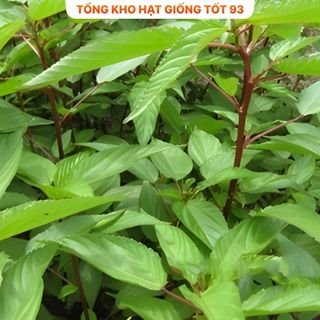 Hạt giống rau Rau Đay - hàng công ty Loại 1
