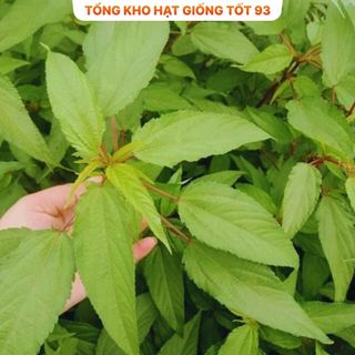 Hạt giống rau Rau Đay - hàng công ty Loại 1