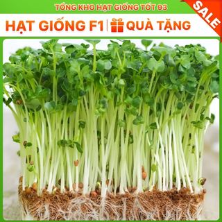 Hạt giống Rau Mầm Cải Ngọt gói 50gr hàng công ty Loại 1