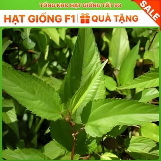 Hạt giống rau Rau đay đỏ hàng công ty Loại 1