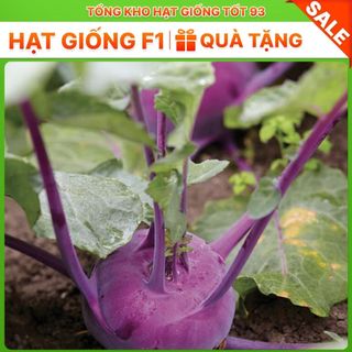 Hạt giống su hào Tím hàng- công ty Loại 1