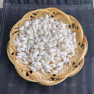 VỎ ỐC GẠO NHẸ TRẮNG MINH TINH LÀM ĐỒ DECOR MỸ NGHỆ HAMDMADE PHỤ KIỆN TRANG TRÍ