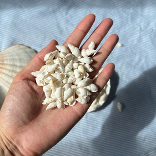 VỎ ỐC GẠO NHẸ TRẮNG MINH TINH LÀM ĐỒ DECOR MỸ NGHỆ HAMDMADE PHỤ KIỆN TRANG TRÍ