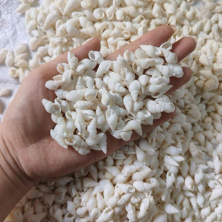 VỎ ỐC GẠO NHẸ TRẮNG MINH TINH LÀM ĐỒ DECOR MỸ NGHỆ HAMDMADE PHỤ KIỆN TRANG TRÍ