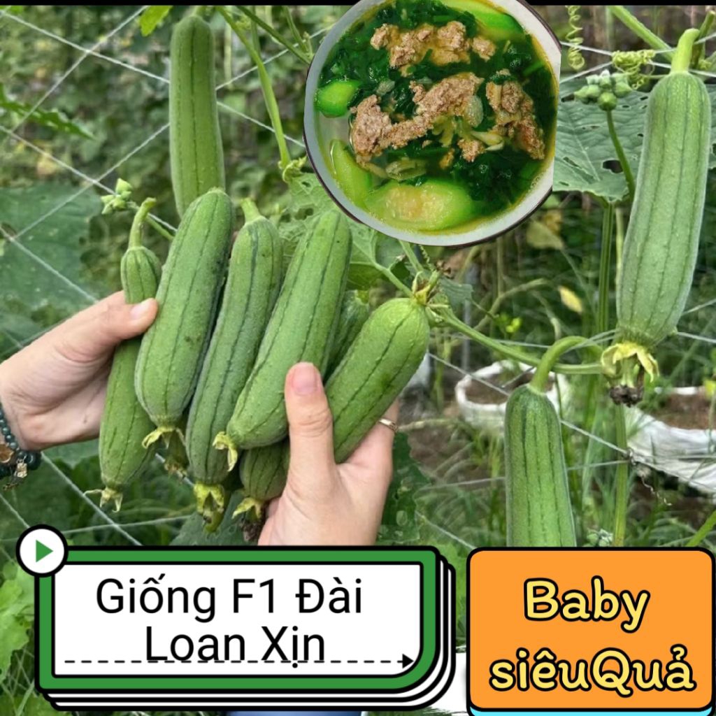 Mới ❤️ Hạt Giống Mướp BaBy Siêu Quả Đài Loan, Hàng Xịn Ăn Ngon Cực Kỳ Năng Suất