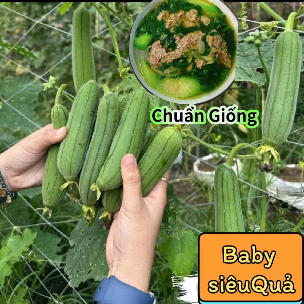 Mới ❤️ Hạt Giống Mướp BaBy Siêu Quả Đài Loan, Hàng Xịn Ăn Ngon Cực Kỳ Năng Suất