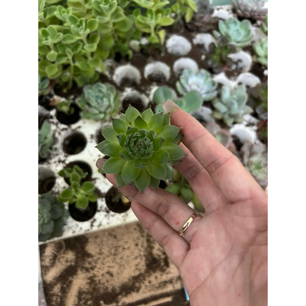 Sen đá Phật bà mini size 2-4cm và size 5-8cm