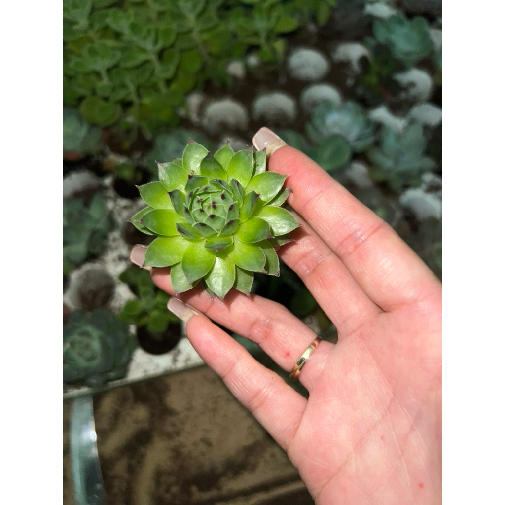 Sen đá Phật bà mini size 2-4cm và size 5-8cm