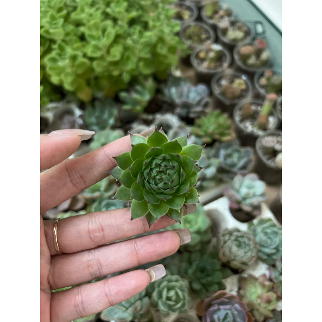 Sen đá Phật bà mini size 2-4cm và size 5-8cm