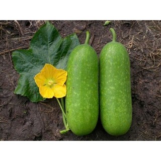 Mứt Bí Dẻo Ngọt Thanh – Mứt Bí Truyền Thống Thơm Ngon – Ăn Vặt Healthy Ít Ngọt –